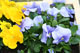 Fotografia di alcuni fiori nel giardino del casale. Link a foto ingrandita